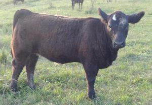 2018 calf crop neumann brothers simmentals